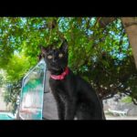 猫島・湯島の港近くの猫達はみんな木登りが得意(YouTube)