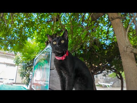 猫島・湯島の港近くの猫達はみんな木登りが得意(YouTube)