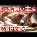 河川敷に置き去りにされた老犬との短い時の記録(YouTube)
