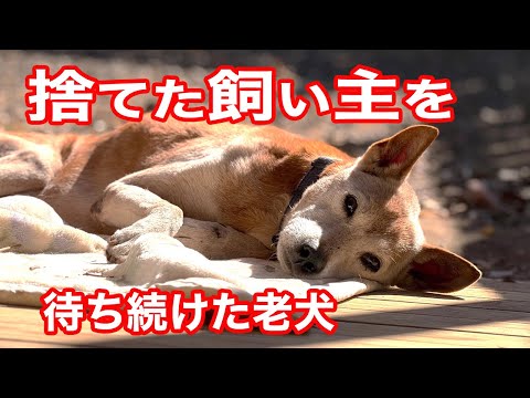 河川敷に置き去りにされた老犬との短い時の記録(YouTube)