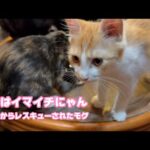 夕方はイマイチにゃん  泥の中からレスキューされたモグ  巣立ちまで16日 2025 09 11 2(YouTube)