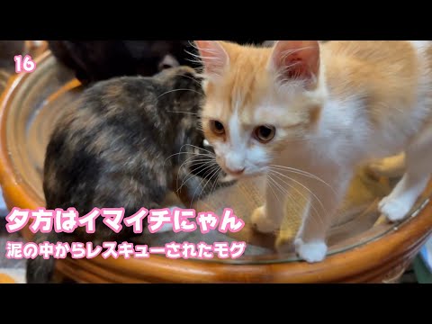 夕方はイマイチにゃん  泥の中からレスキューされたモグ  巣立ちまで16日 2025 09 11 2(YouTube)
