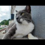 港レストラン前のグレー猫、喉ナデナデでグルグル大喜び！可愛すぎて癒やされる🐾(YouTube)