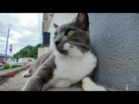 港レストラン前のグレー猫、喉ナデナデでグルグル大喜び！可愛すぎて癒やされる🐾(YouTube)