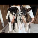 子犬２匹が我が家を（仮）卒業する事になりました、、、(YouTube)
