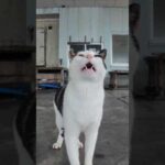 【雨の日の癒し】漁港の屋根下で雨宿りする猫にそっと寄り添ってみた☔🐱(YouTube)