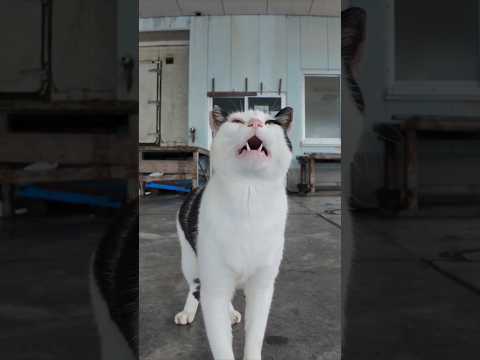 【雨の日の癒し】漁港の屋根下で雨宿りする猫にそっと寄り添ってみた☔🐱(YouTube)