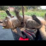 普通に甘えられなくて暴れ出す猫(YouTube)