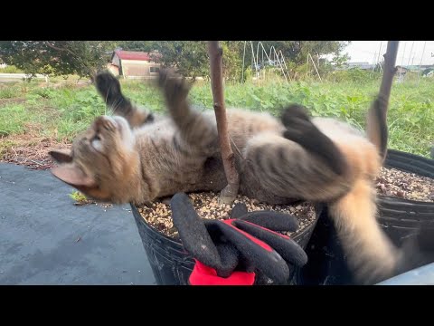 普通に甘えられなくて暴れ出す猫(YouTube)