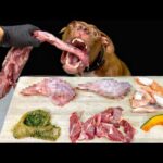 やみつきになる犬の咀嚼音！最強の犬が生肉とアヒルの骨をバリバリ食べる(YouTube)