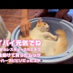 バイバイ元気でね  泥の中からレスキューされたモグ  小学生に助けて貰ったムック シャーハーでビビリだったユウ  巣立ちます   2025 09 27 1(YouTube)