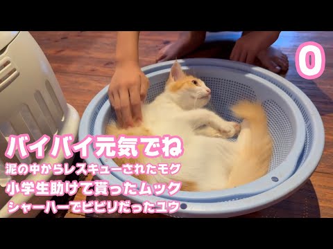 バイバイ元気でね  泥の中からレスキューされたモグ  小学生に助けて貰ったムック シャーハーでビビリだったユウ  巣立ちます   2025 09 27 1(YouTube)