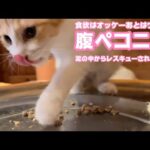腹ペコニャン  食欲はオッケーあとはウンチです  泥の中からレスキューされたモグ   2025 09 10 1(YouTube)