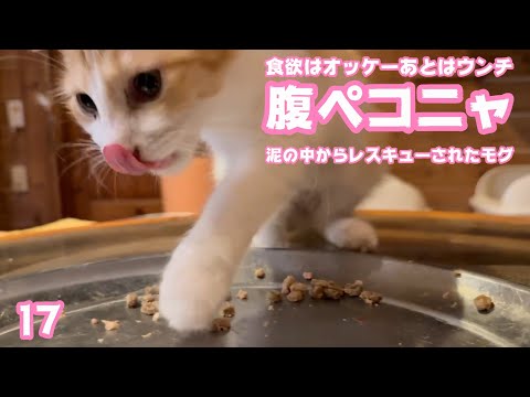 腹ペコニャン  食欲はオッケーあとはウンチです  泥の中からレスキューされたモグ   2025 09 10 1(YouTube)