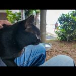 島に着いて港のベンチに座ると黒猫ちゃんが膝の上に乗ってきた(YouTube)