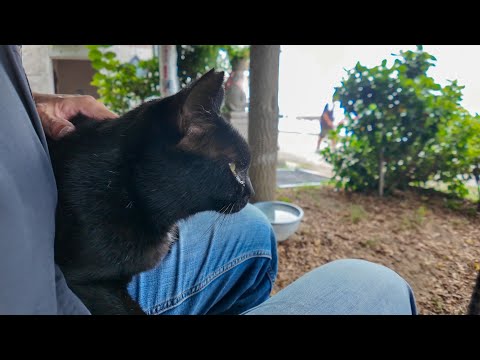 島に着いて港のベンチに座ると黒猫ちゃんが膝の上に乗ってきた(YouTube)