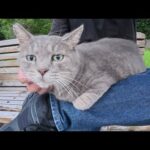 トトロ猫をひざに乗せたら「暑苦しいニャン！」と拒否された(YouTube)