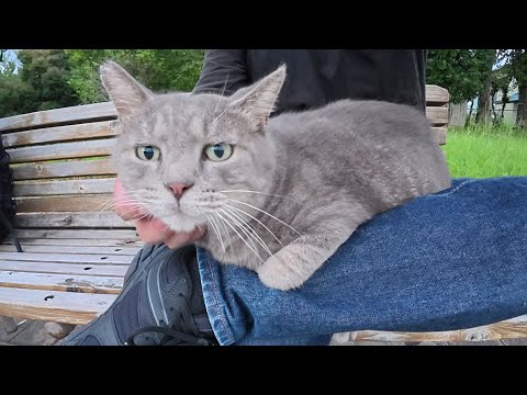 トトロ猫をひざに乗せたら「暑苦しいニャン！」と拒否された(YouTube)