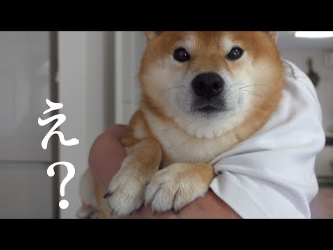 今まで黙ってた‥柴犬が起こした不思議体験をお話しします。(YouTube)