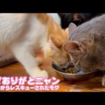 ママありがとニャン  泥の中からレスキューされたモグ  巣立ちまであと4日   2025 09 23 1(YouTube)