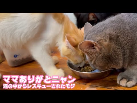 ママありがとニャン  泥の中からレスキューされたモグ  巣立ちまであと4日   2025 09 23 1(YouTube)