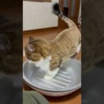 猫鍋に入る時、お尻に何か当たるんやけど(YouTube)