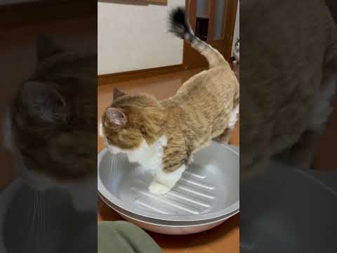 猫鍋に入る時、お尻に何か当たるんやけど(YouTube)