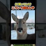 煽り顔のシカ😂【おもしろ動物】 #funny(YouTube)