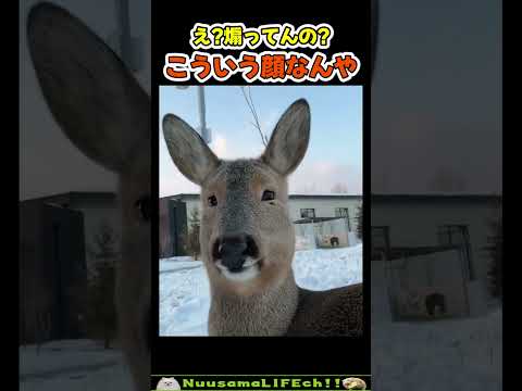 煽り顔のシカ😂【おもしろ動物】 #funny(YouTube)