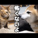 大きな雷で怖がる猫のそばで見守る柴犬と黒猫くんが優しすぎました(YouTube)