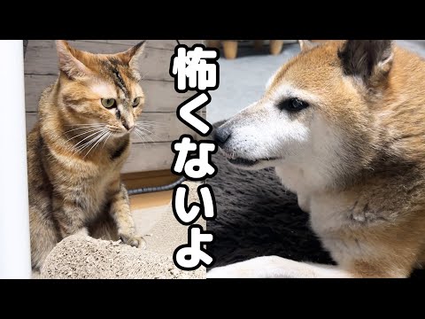 大きな雷で怖がる猫のそばで見守る柴犬と黒猫くんが優しすぎました(YouTube)