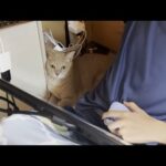 息子に寄り添い見守り続ける猫(YouTube)