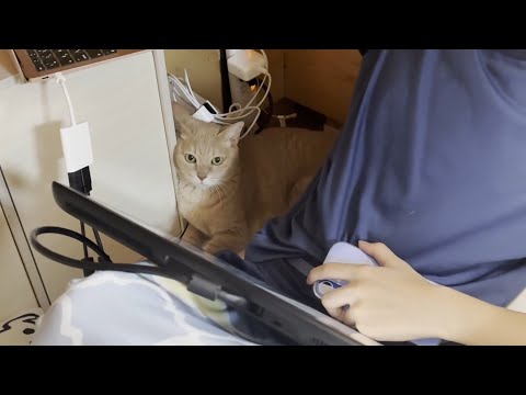 息子に寄り添い見守り続ける猫(YouTube)