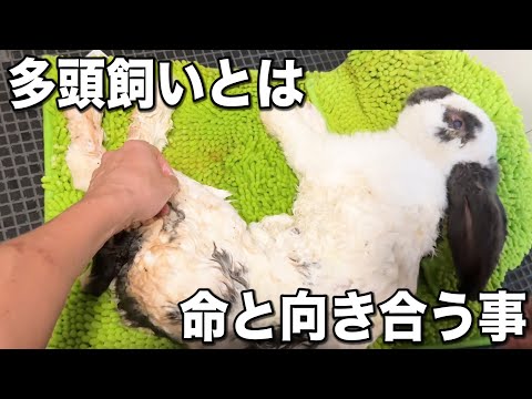 喜びの数だけ悲しみがある。多頭飼育のリアル(YouTube)