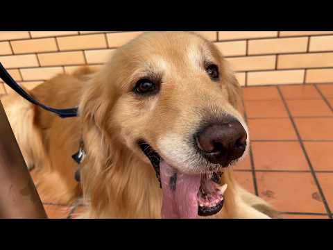 愛犬との何気ない日常が幸せだと思うのです(YouTube)