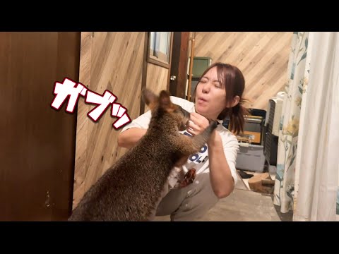 あいるんがカンガルーに噛まれてでもやりたかった事w(YouTube)
