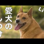 【ライブ】愛犬のしつけ相談所(YouTube)