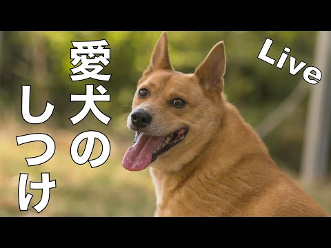 【ライブ】愛犬のしつけ相談所(YouTube)