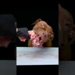 骨をかじるピットブルの咀嚼音がやばすぎる(YouTube)