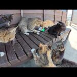 黒子猫とおもちゃで遊ぼうとしたら先輩猫に横取りされたw(YouTube)