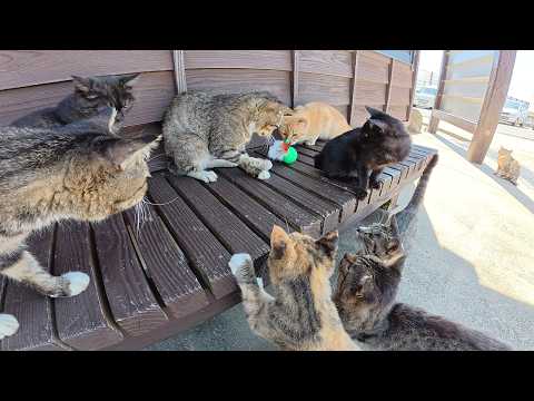 黒子猫とおもちゃで遊ぼうとしたら先輩猫に横取りされたw(YouTube)