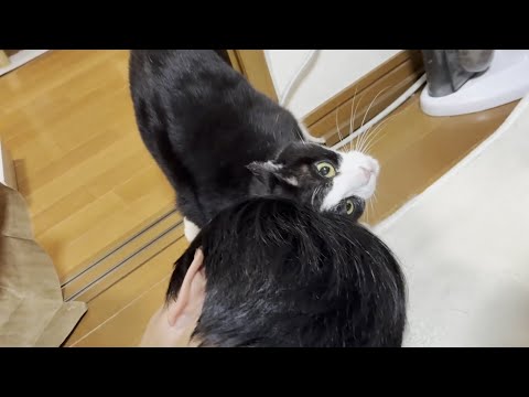 ペロペロ、ズルっ、ペロペロズルリ、お父さんのお世話を始める猫(YouTube)