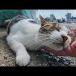 人間にはデレデレ甘えるのに猫には厳しい猫島の猫(YouTube)