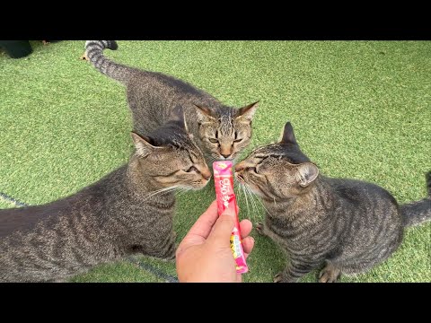 あえてどの子が好きですか？(YouTube)
