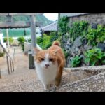 猫島の神社に神社前で出会った猫と一緒に参拝してきた(YouTube)