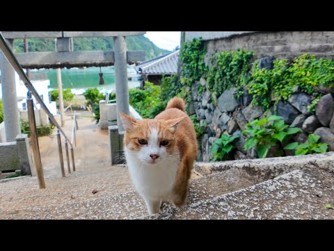 猫島の神社に神社前で出会った猫と一緒に参拝してきた(YouTube)