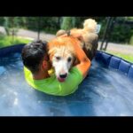 制服のまま犬と一緒にプールに入ってエンジョイしすぎちゃう筋肉飼育員はこちらです(YouTube)