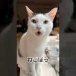 寝る前に文句言ってくるチロさん #shorts(YouTube)