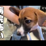 ぶるまる軍団の大声援を受けて注射を頑張った生後２ヶ月の子犬を褒めてあげたい！(YouTube)