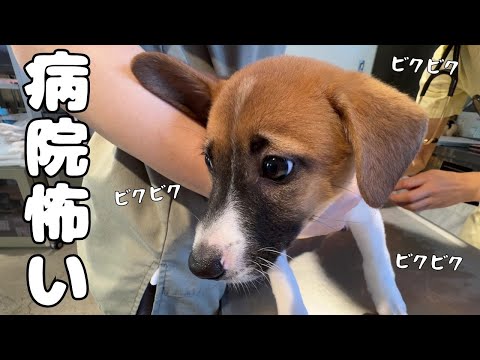 ぶるまる軍団の大声援を受けて注射を頑張った生後２ヶ月の子犬を褒めてあげたい！(YouTube)